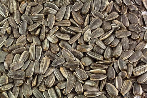 تصویر 1 از انواع تخمه آفتابگردان اعلا + ممتاز و مقرون به صرفه